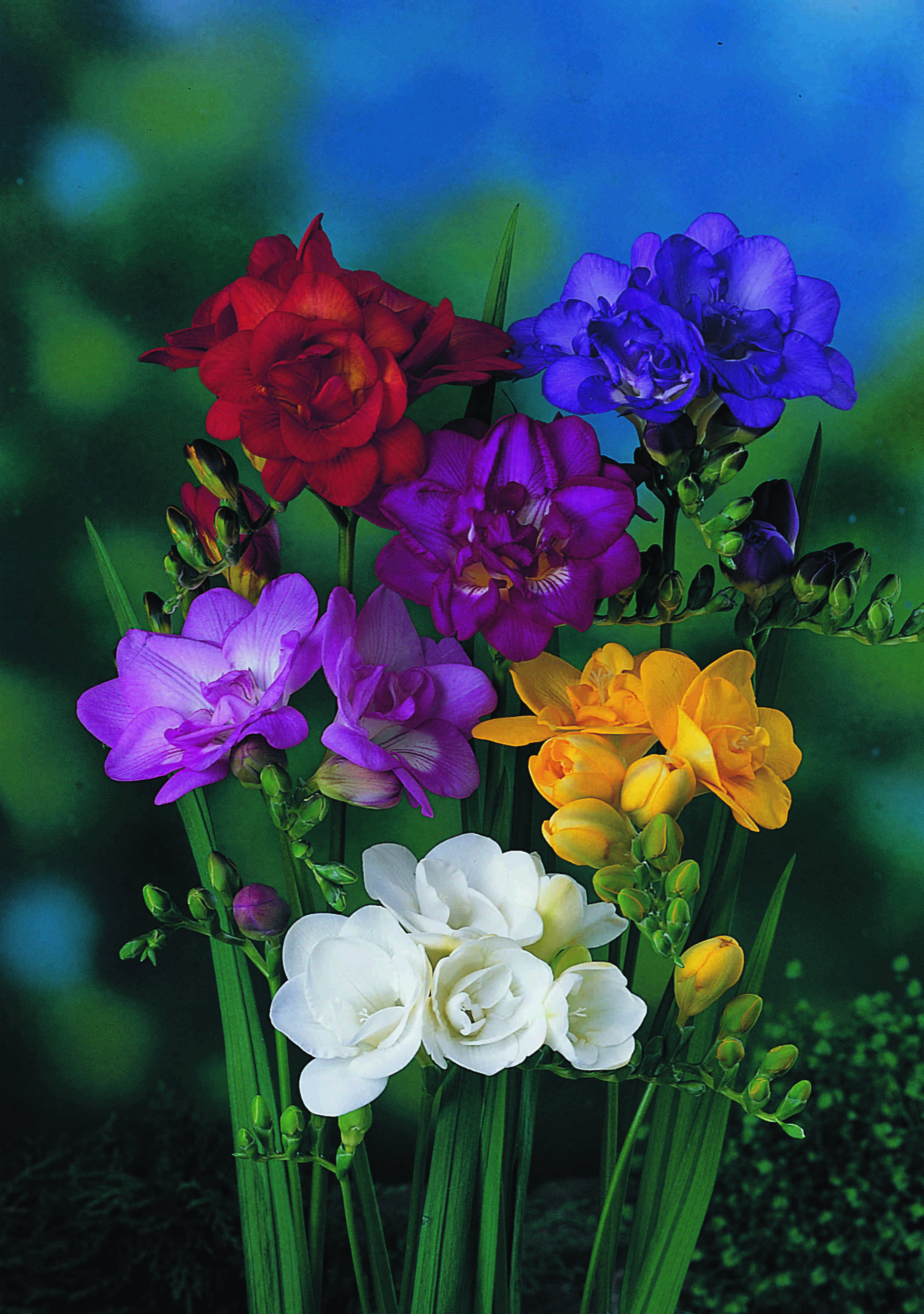 Freesia double mix